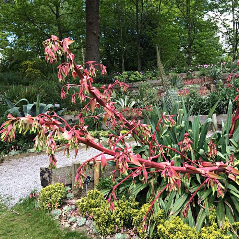 Beschorneria yuccoides Quicksilver - Beschornerie (Flowering)