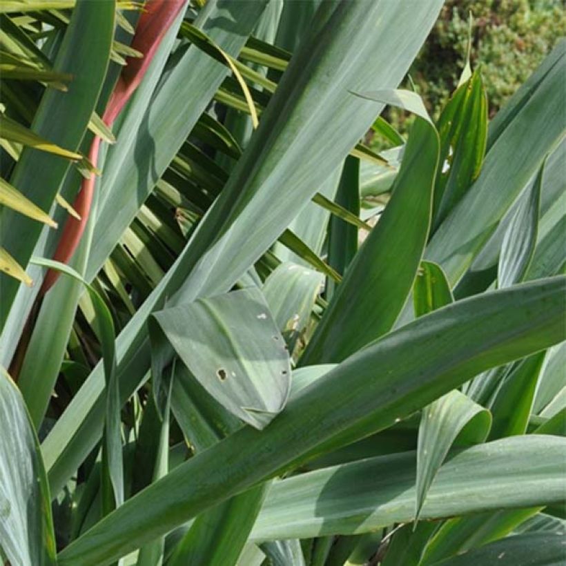 Beschorneria septentrionalis - Beschornerie (Foliage)