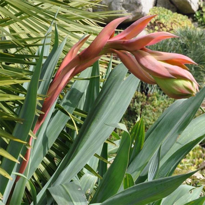 Beschorneria septentrionalis - Beschornerie (Flowering)