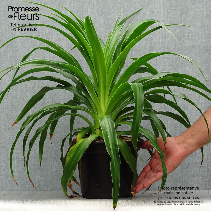 Example of Beschorneria septentrionalis - Beschornerie Topf mit 2L/3L as you get in automne