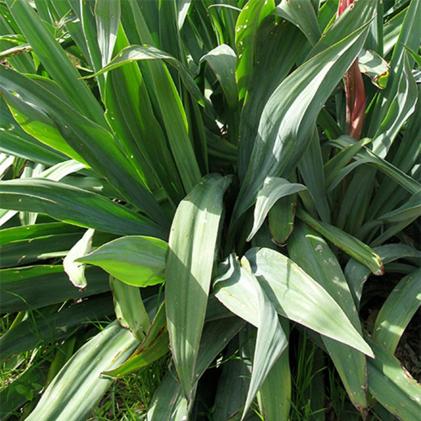 Beschorneria yuccoides - Beschornerie (Foliage)