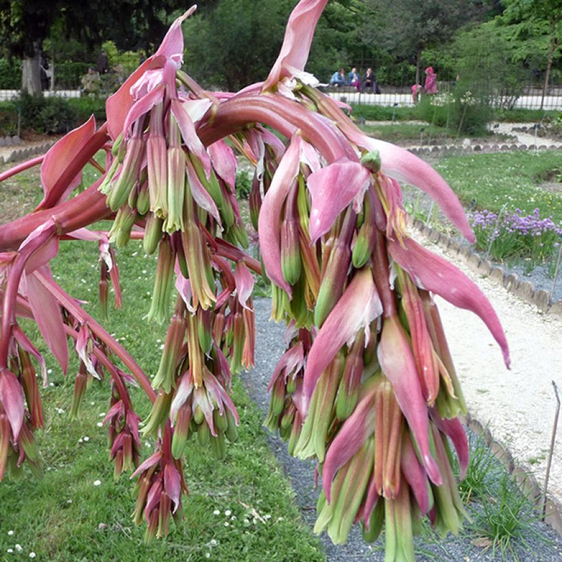 Beschorneria yuccoides - Beschornerie (Flowering)