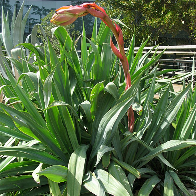 Beschorneria yuccoides - Beschornerie (Plant habit)