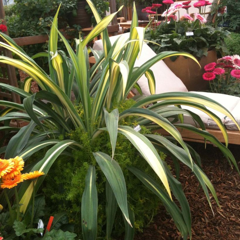 Beschorneria yuccoides Flamingo Glow - Beschornerie (Foliage)