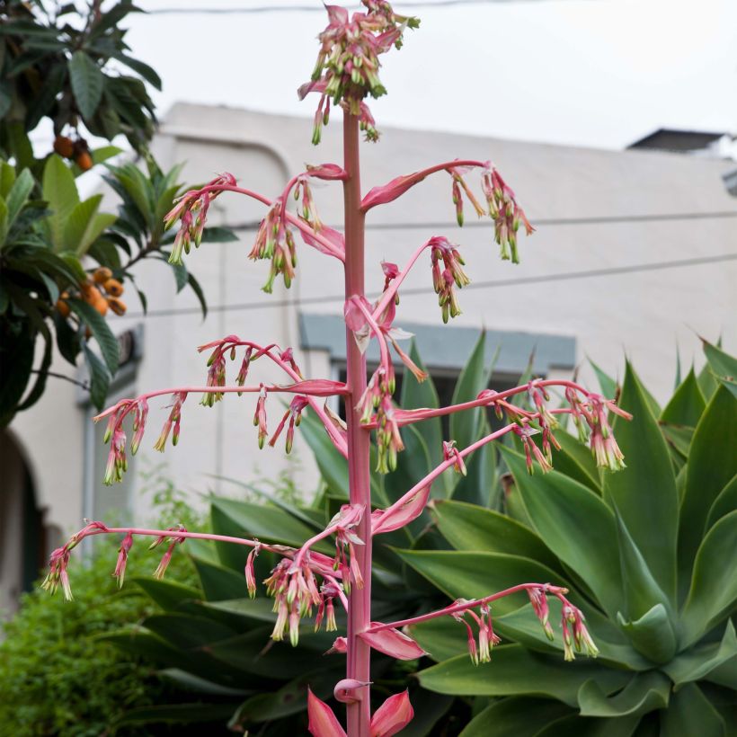 Beschorneria yuccoides Flamingo Glow - Beschornerie (Flowering)