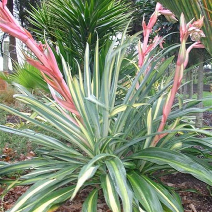 Beschorneria yuccoides Flamingo Glow - Beschornerie (Plant habit)