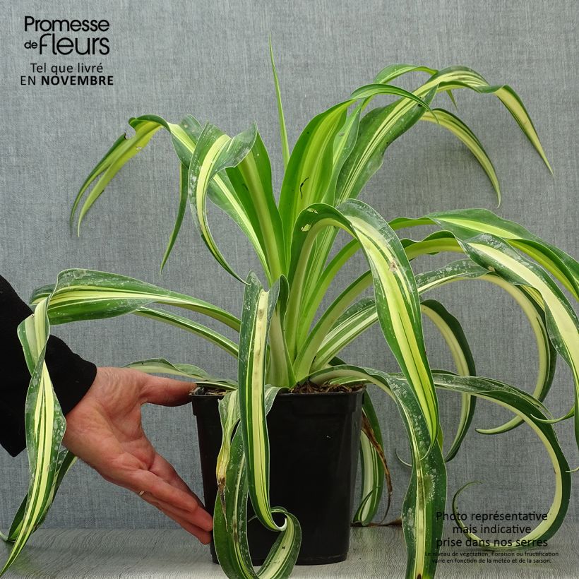 Example of Beschorneria yuccoides Flamingo Glow - Beschornerie Topf mit 3L/4L as you get in automne