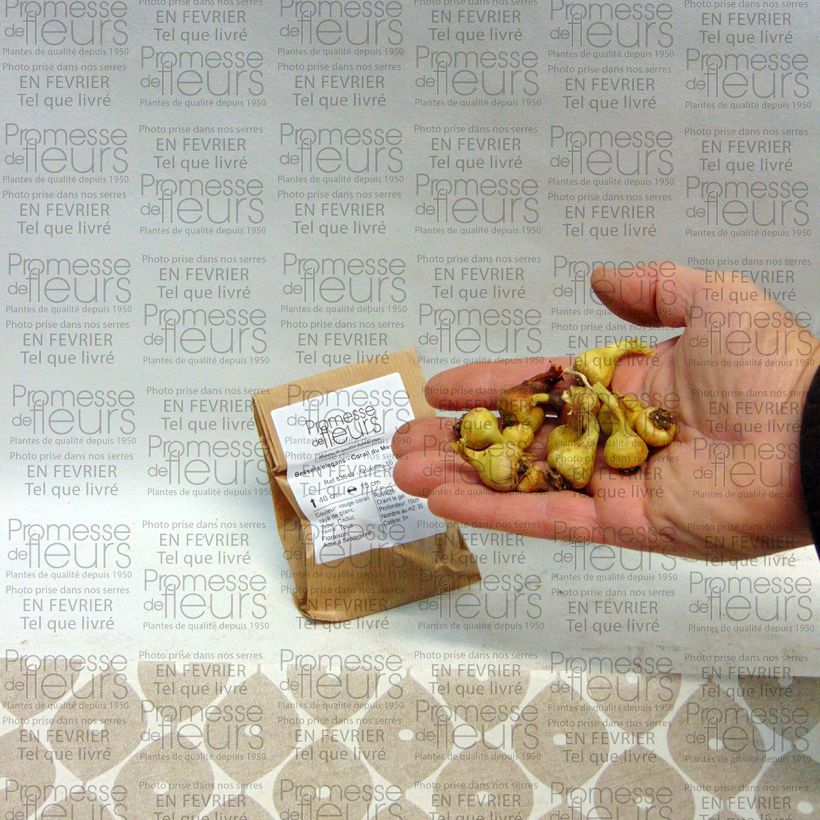 Example of Bessera elegans - Korallentröpfchen Zwiebel size 5+ as you get