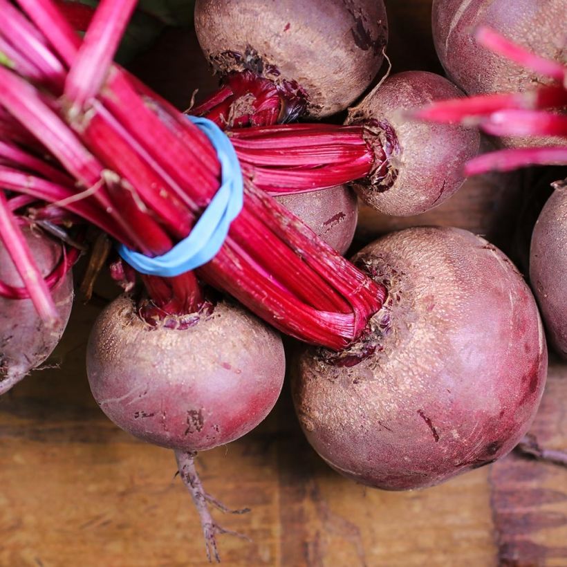 Rote Bete Détroit 2 Bio (Harvest)