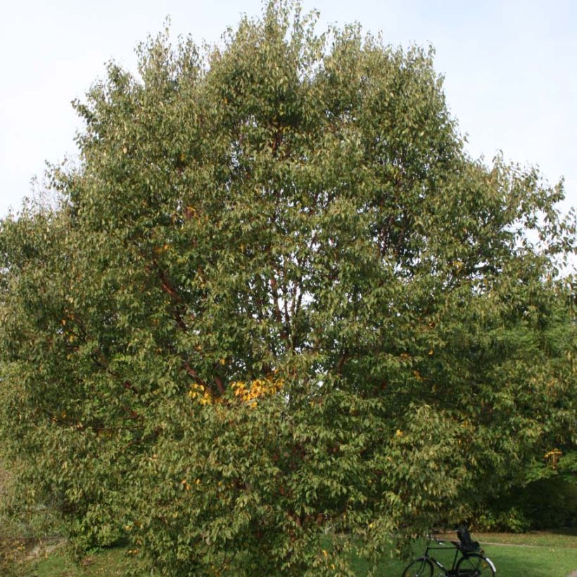 Betula albosinensis Blason - Rote China-Birke (Foliage)