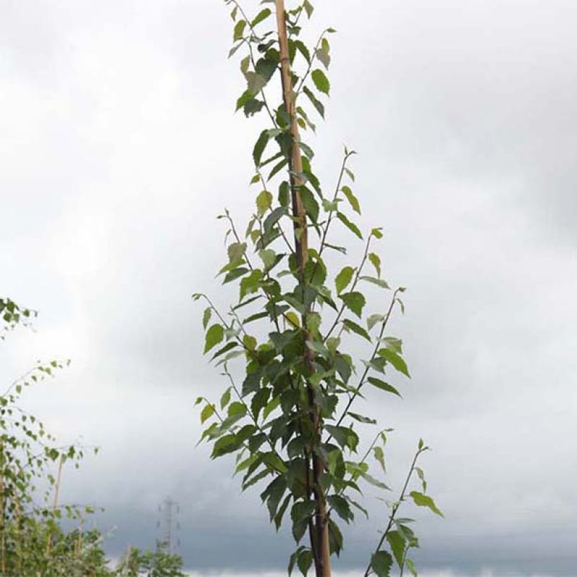Betula albosinensis Fascination - Rote China-Birke (Foliage)