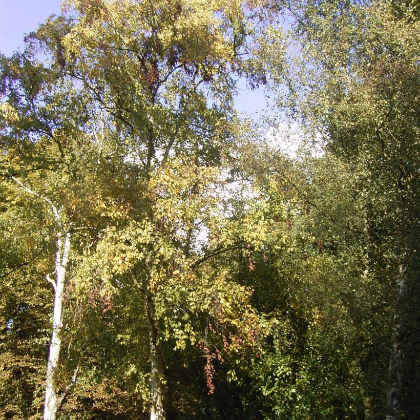 Betula ermanii Holland - Gold-Birke (Plant habit)