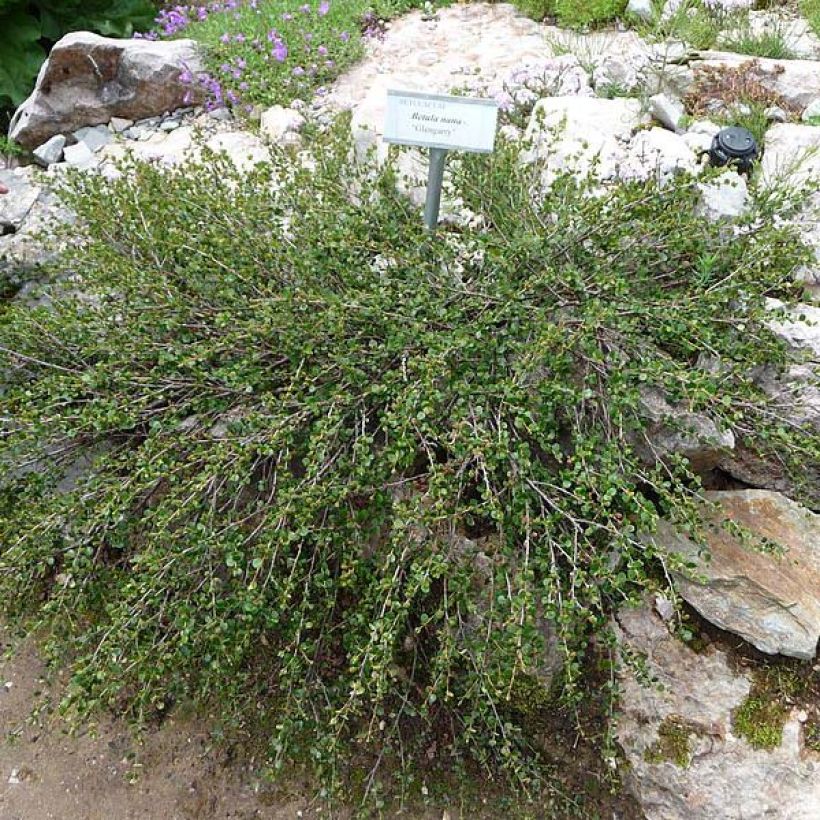 Betula nana - Zwerg-Birke (Plant habit)