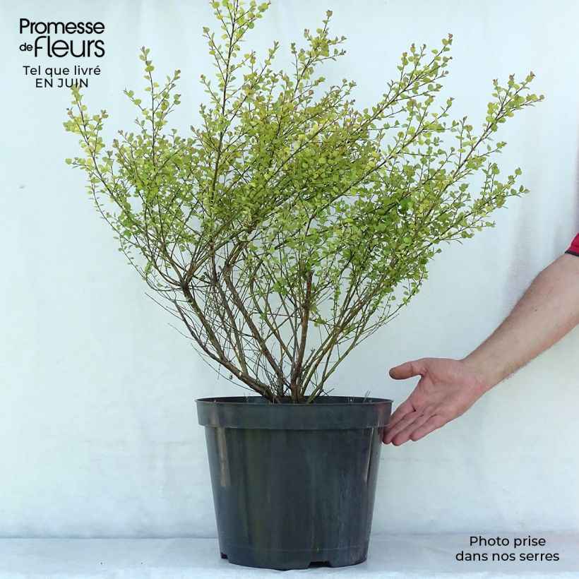 Example of Betula nana Golden Treasure - Zwerg-Birke Topf mit 7,5L/10L as you get in ete