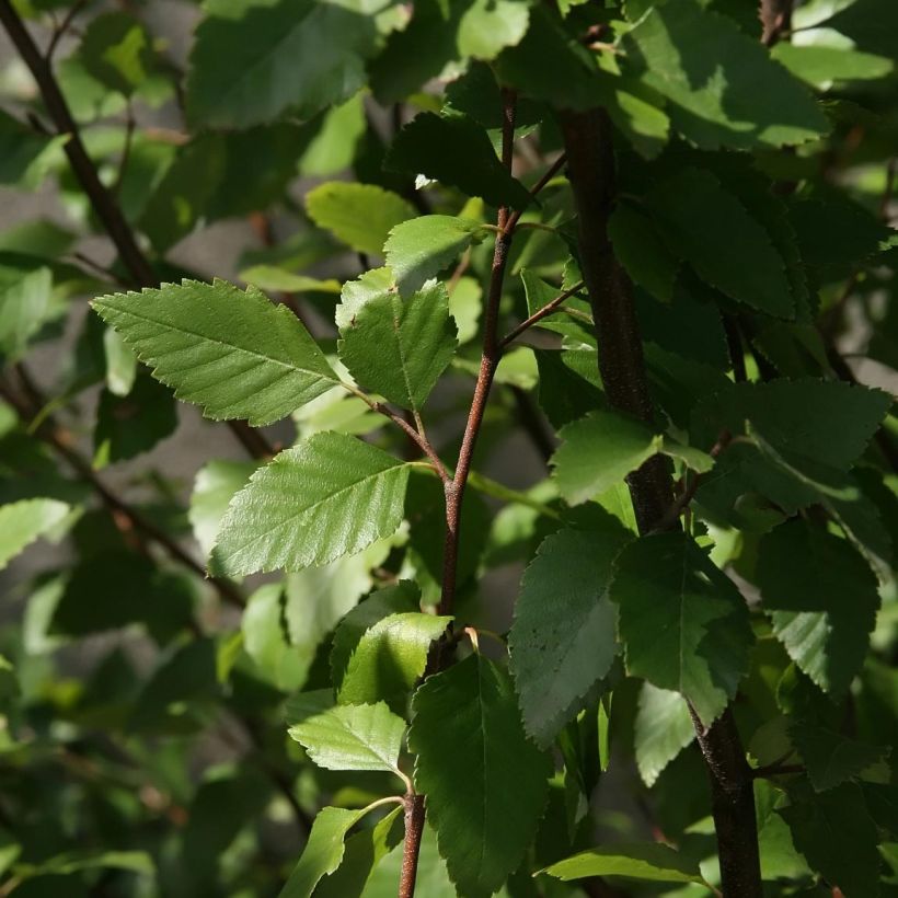 Betula nigra - Schwarz-Birke (Foliage)