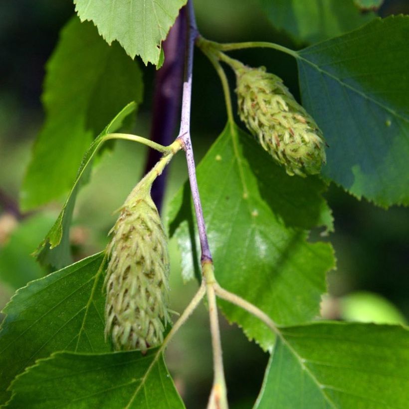 Betula nigra - Schwarz-Birke (Flowering)
