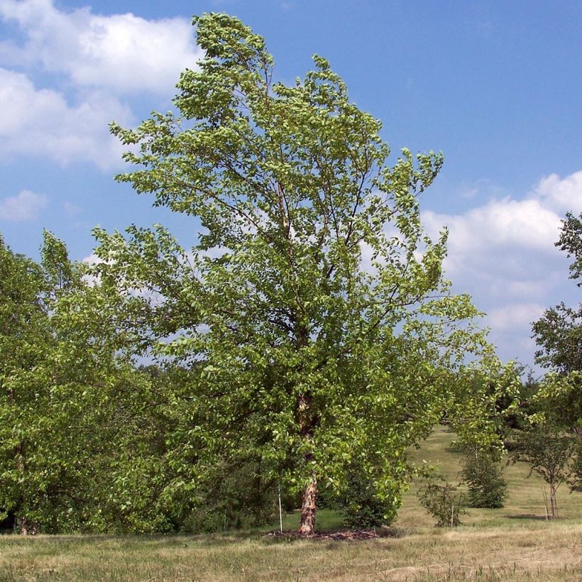 Betula nigra - Schwarz-Birke (Plant habit)