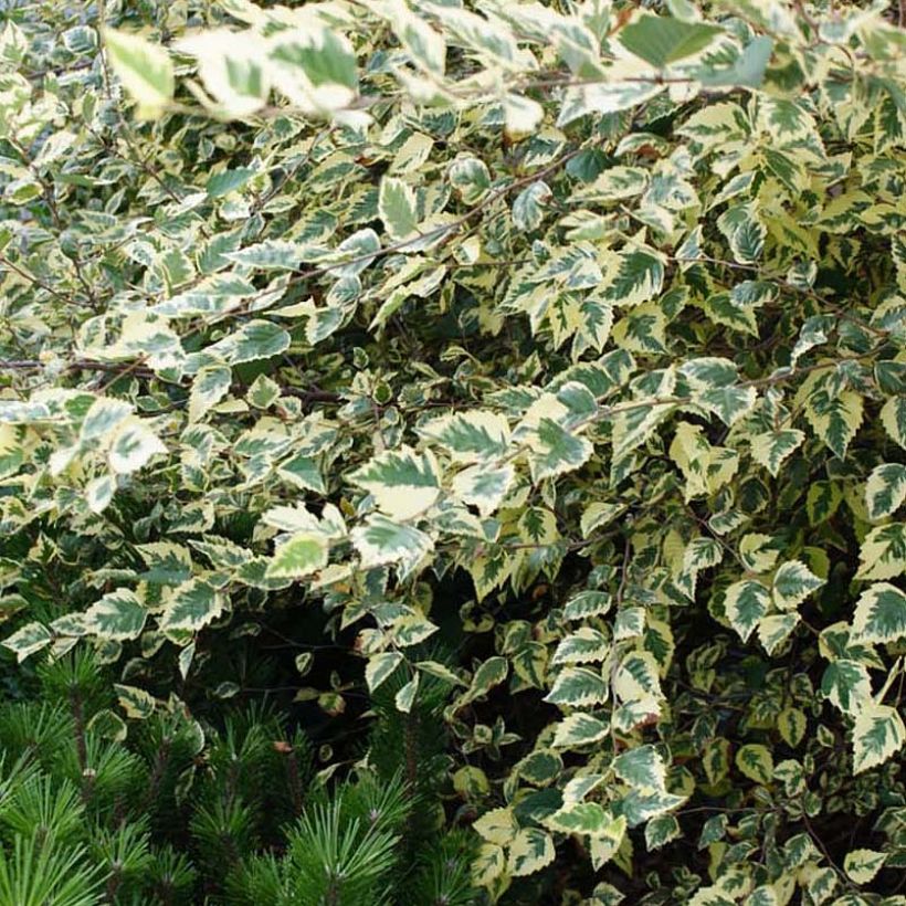 Betula nigra Shiloh Splash - Schwarz-Birke (Foliage)