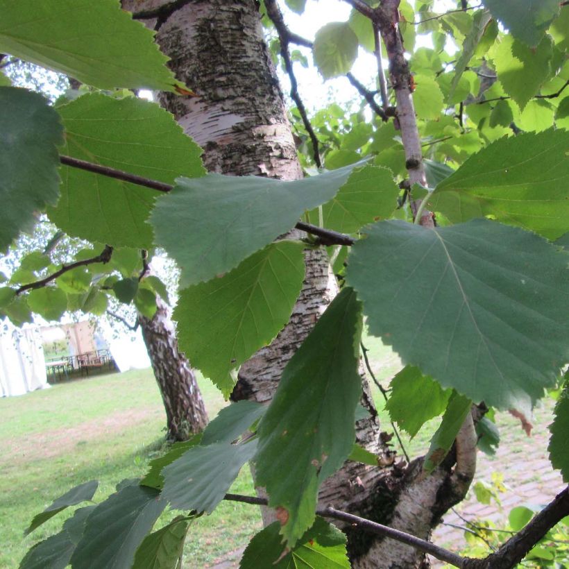 Betula papyrifera - Papier-Birke (Foliage)