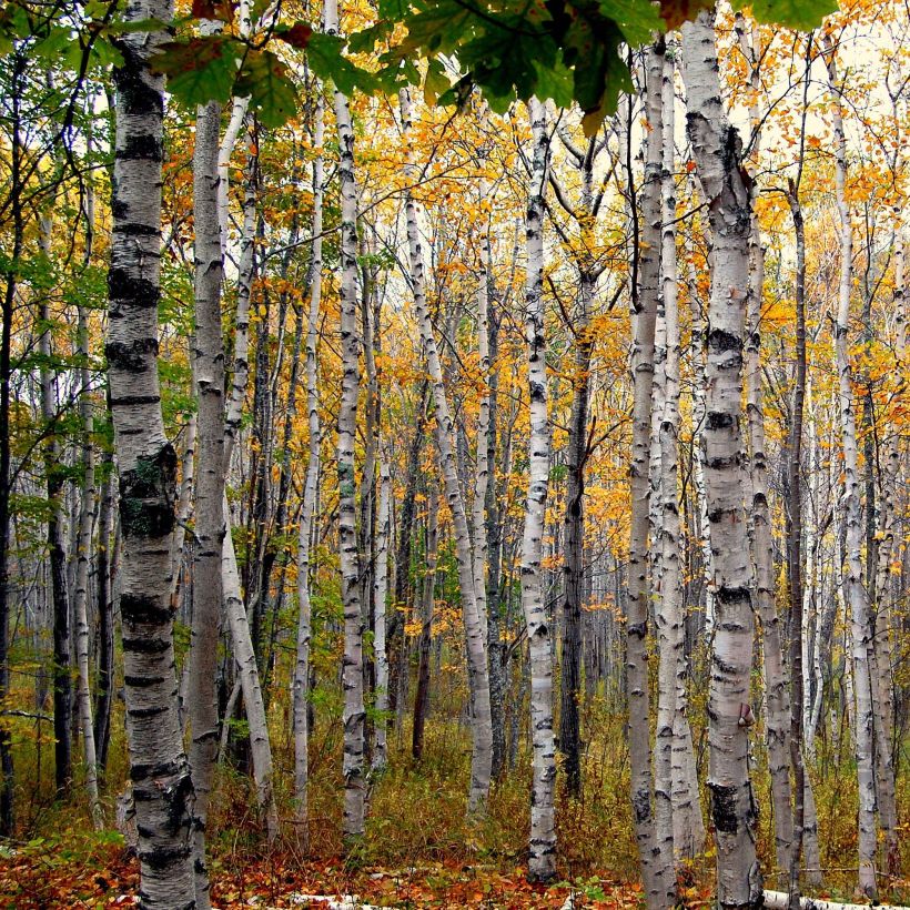 Betula papyrifera - Papier-Birke (Plant habit)