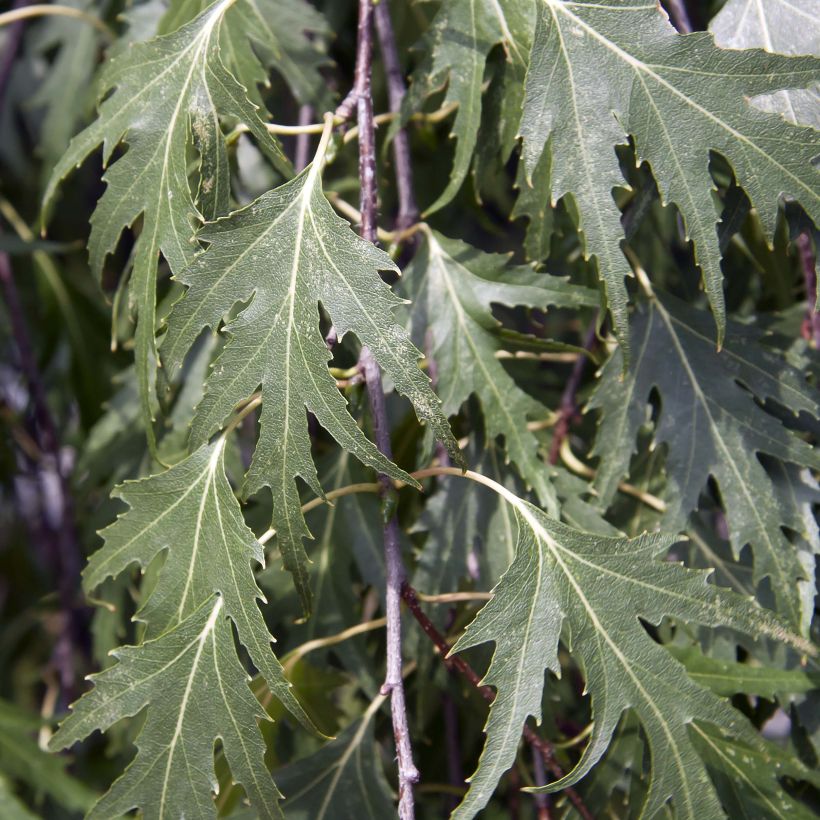 Betula pendula Crispa - Hänge-Birke (Foliage)