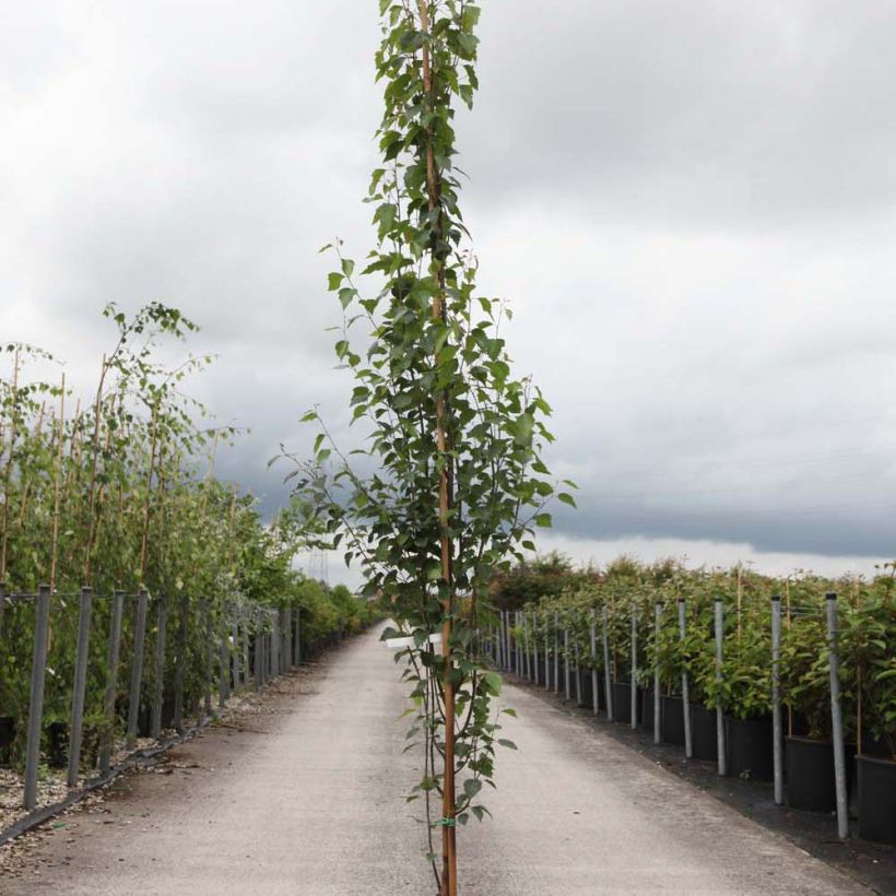 Betula pendula Fastigiata - Hänge-Birke (Plant habit)