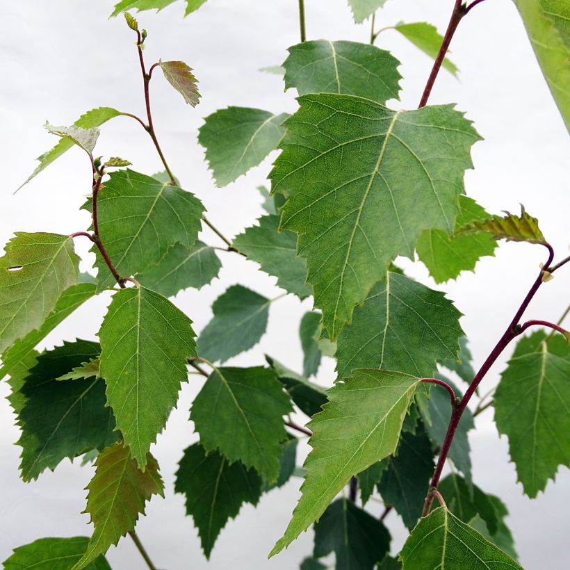 Betula pendula Fastigiata - Hänge-Birke (Foliage)