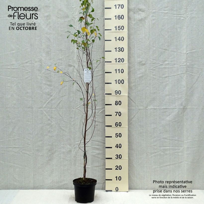 Example of Betula pendula Fastigiata - Hänge-Birke Topf mit 3L/4L as you get in automne