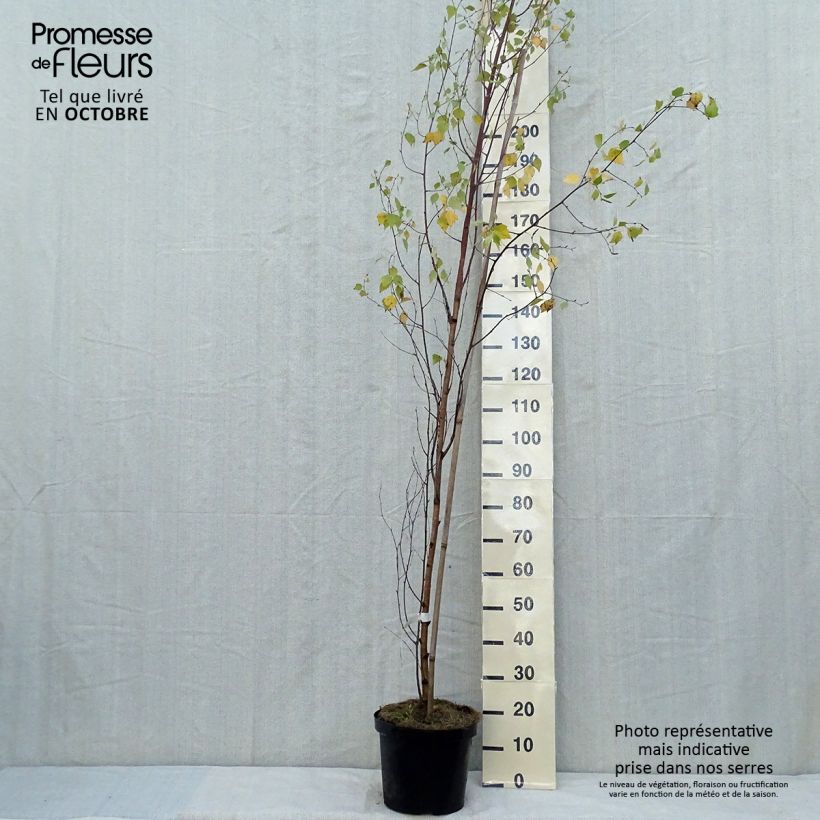 Example of Betula pendula Fastigiata - Hänge-Birke Topf mit 7,5L/10L as you get in automne