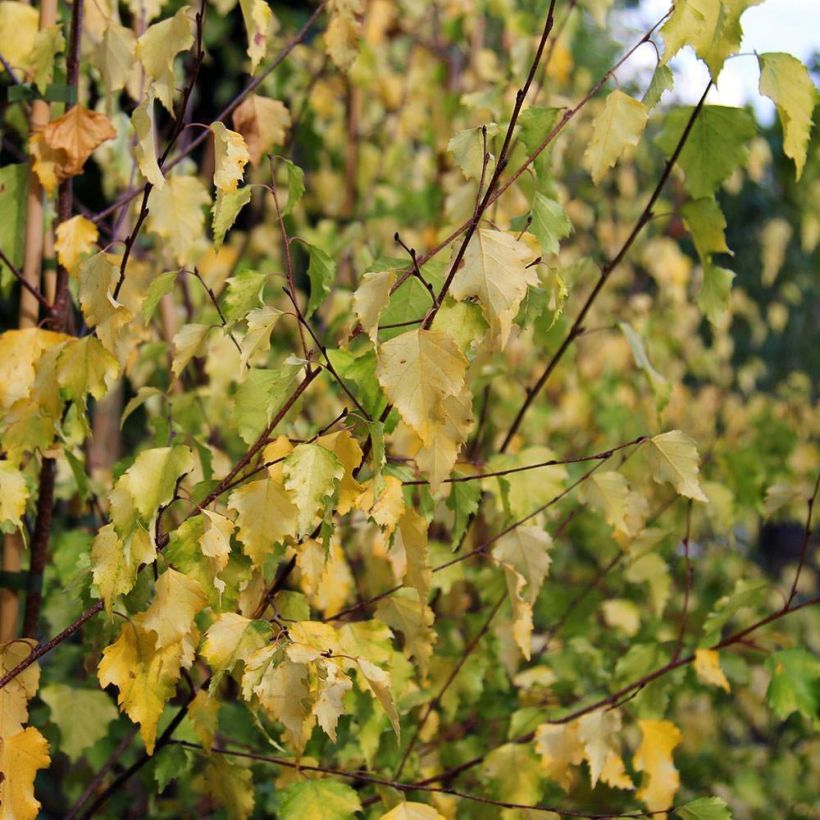Betula pendula Golden Cloud - Hänge-Birke (Foliage)