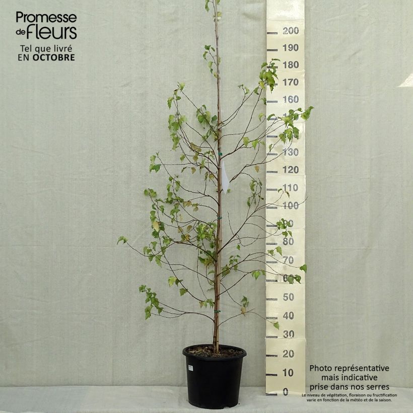 Example of Betula pendula Golden Cloud - Hänge-Birke Topf mit 12L/15L as you get in automne
