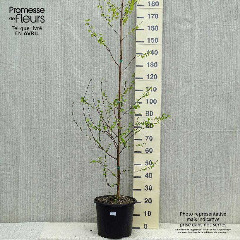 Exemplar von Betula pendula Golden Cloud - Hänge-Birke Topf mit 12L/15L wie im Frühjahr geliefert