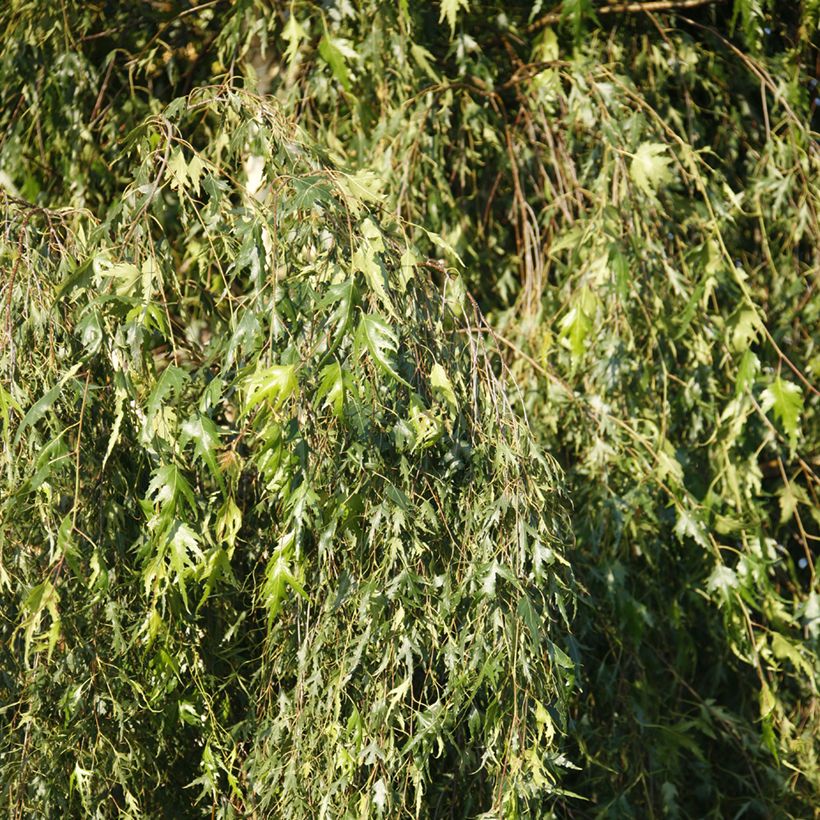 Betula pendula Gracilis - Hänge-Birke (Foliage)