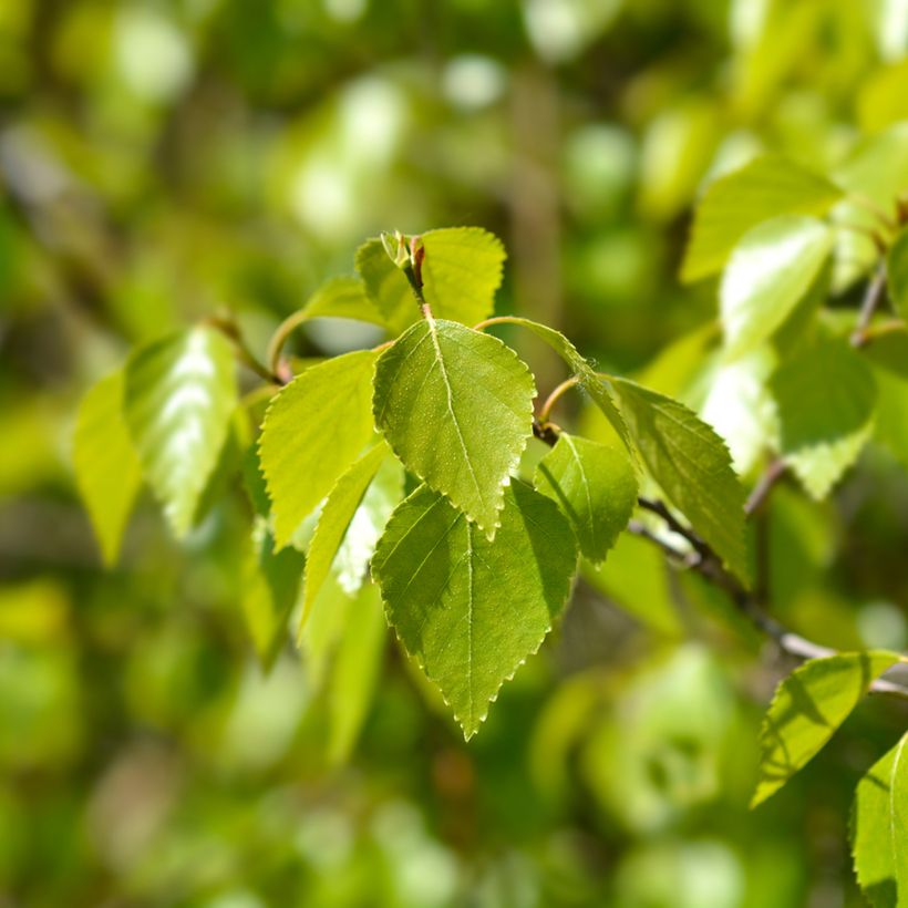 Betula pendula Magical Globe - Hänge-Birke (Foliage)