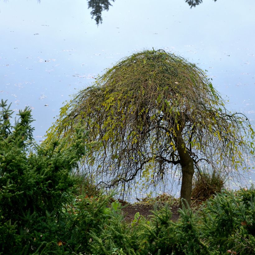 Betula pendula Magical Globe - Hänge-Birke (Plant habit)