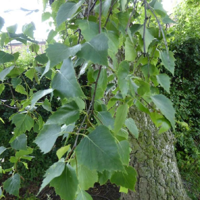 Betula pendula Tristis - Hänge-Birke (Foliage)