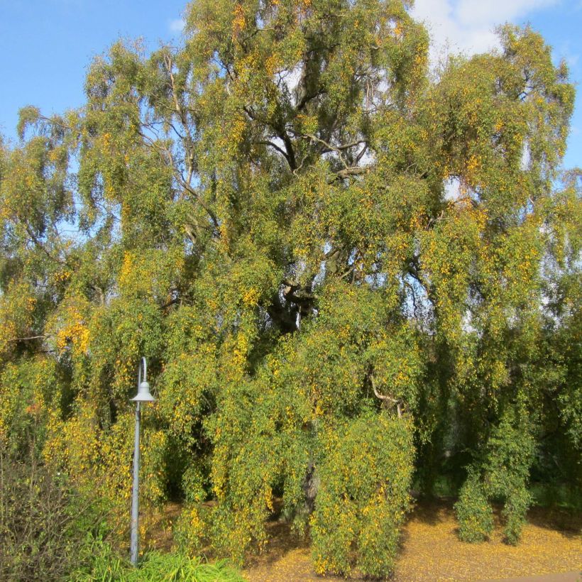 Betula pendula Tristis - Hänge-Birke (Plant habit)