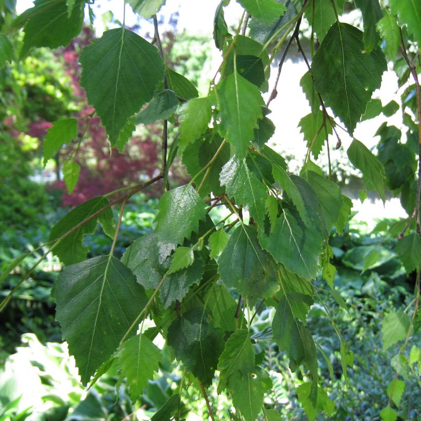 Betula pendula Youngii - Hänge-Birke (Foliage)