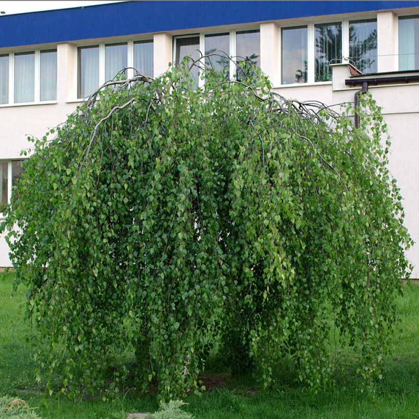 Betula pendula Youngii - Hänge-Birke (Plant habit)