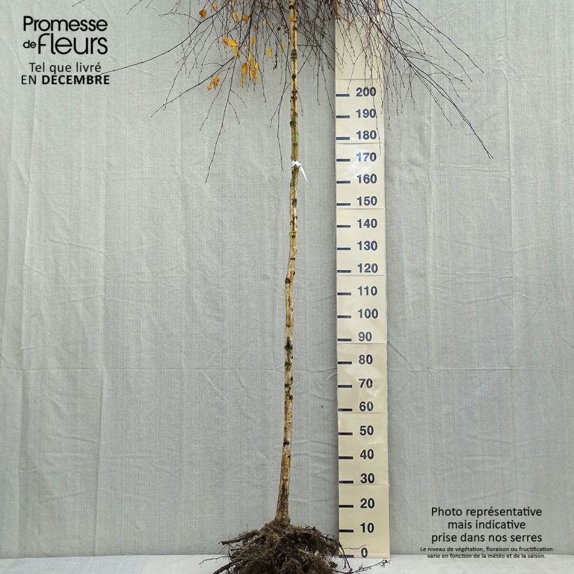 Example of Betula pendula Youngii - Hänge-Birke Wurzelnackt as you get in hiver