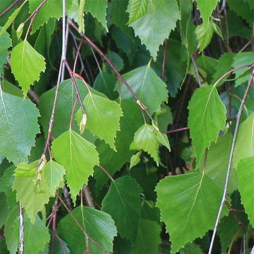 Betula pendula - Hänge-Birke (Foliage)