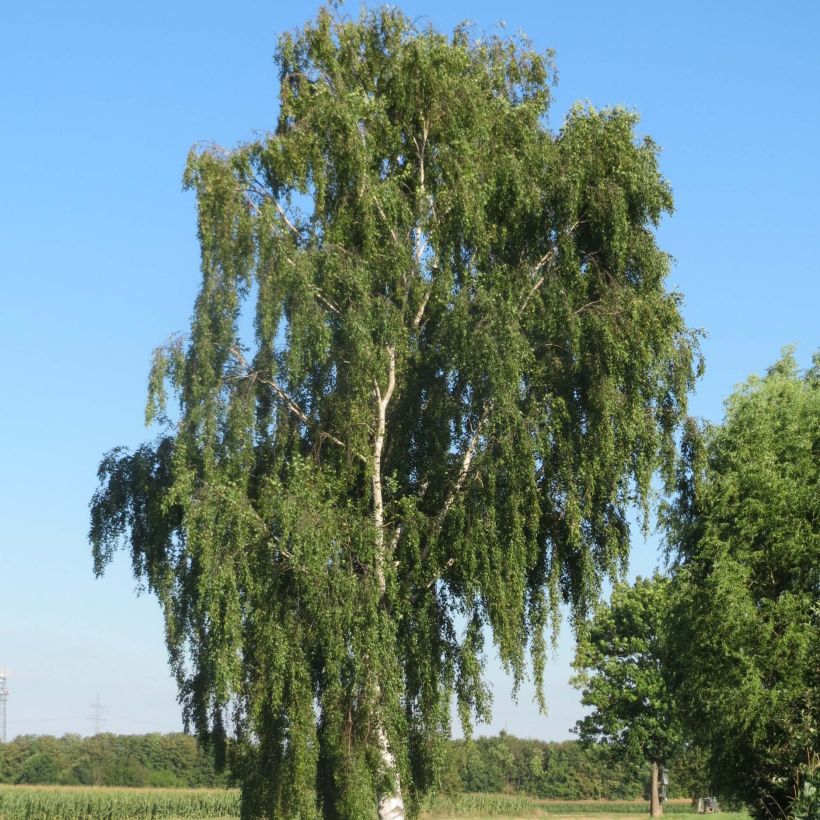 Betula pendula - Hänge-Birke (Plant habit)