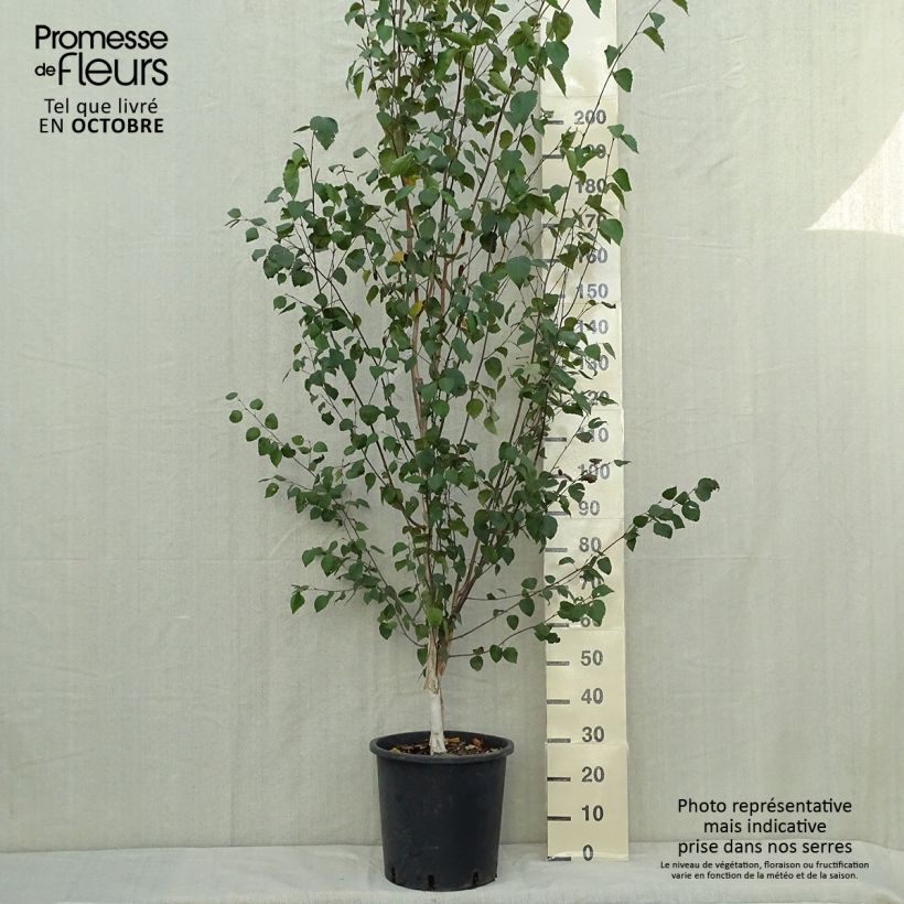 Example of Betula pendula - Hänge-Birke Topf mit 18L/20L as you get in automne