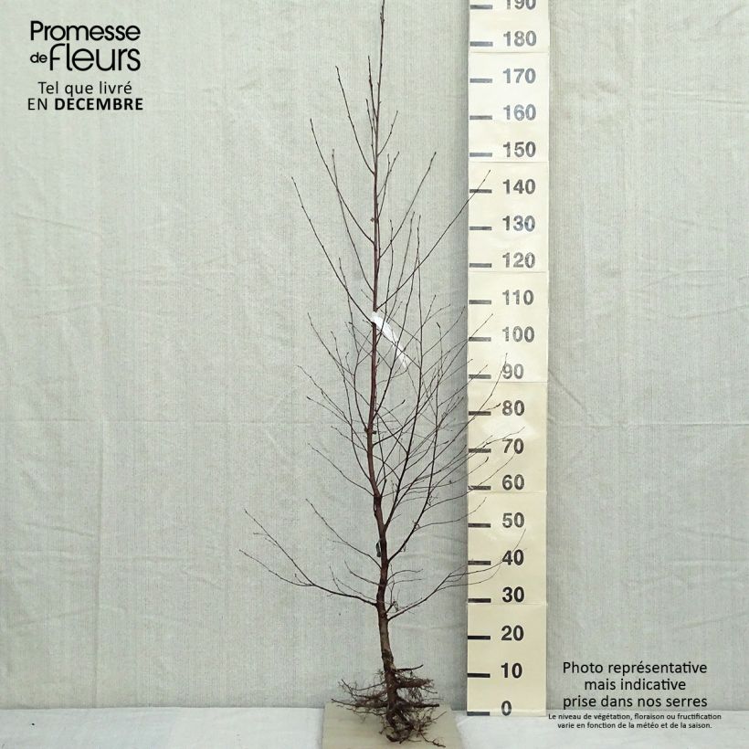Example of Betula pendula - Hänge-Birke Wurzelnackt as you get in hiver