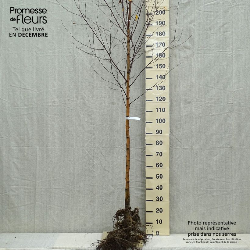 Example of Betula pendula - Hänge-Birke Wurzelnackt as you get in hiver