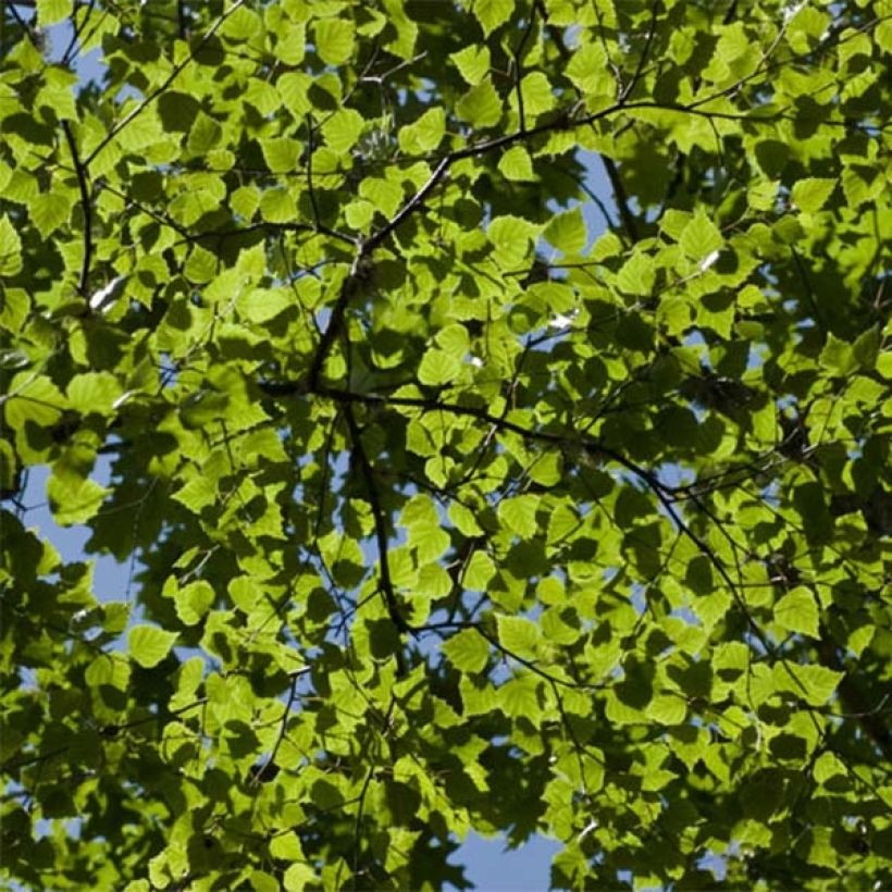 Betula pubescens - Moor-Birke (Foliage)