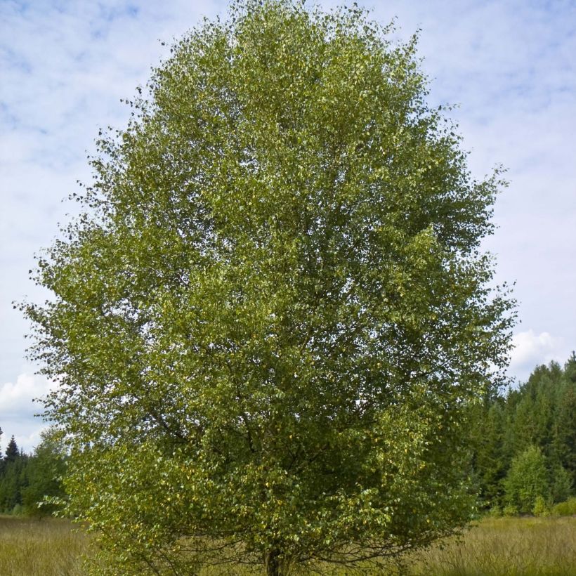 Betula pubescens - Moor-Birke (Plant habit)
