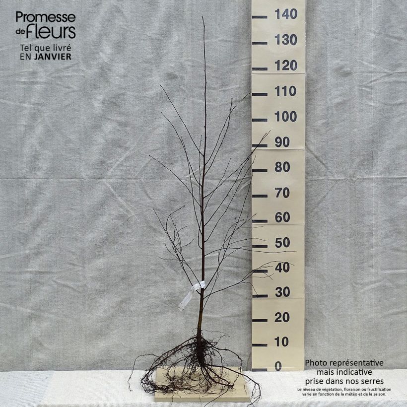 Example of Betula pubescens - Moor-Birke Wurzelnackt as you get in hiver