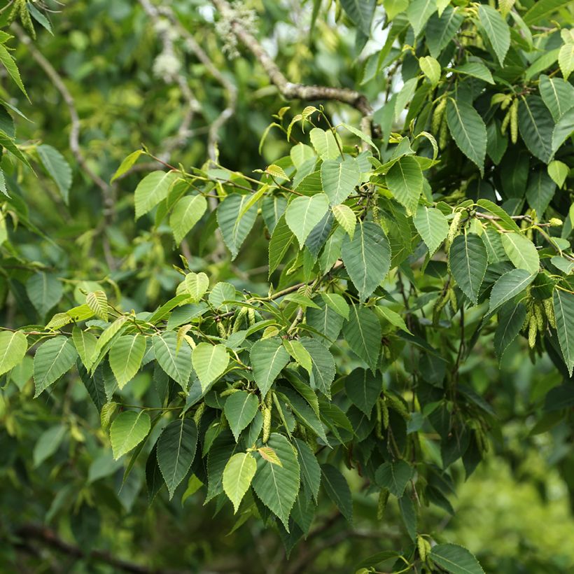 Himalaya-Birke - Betula utilis var. prattii (Foliage)
