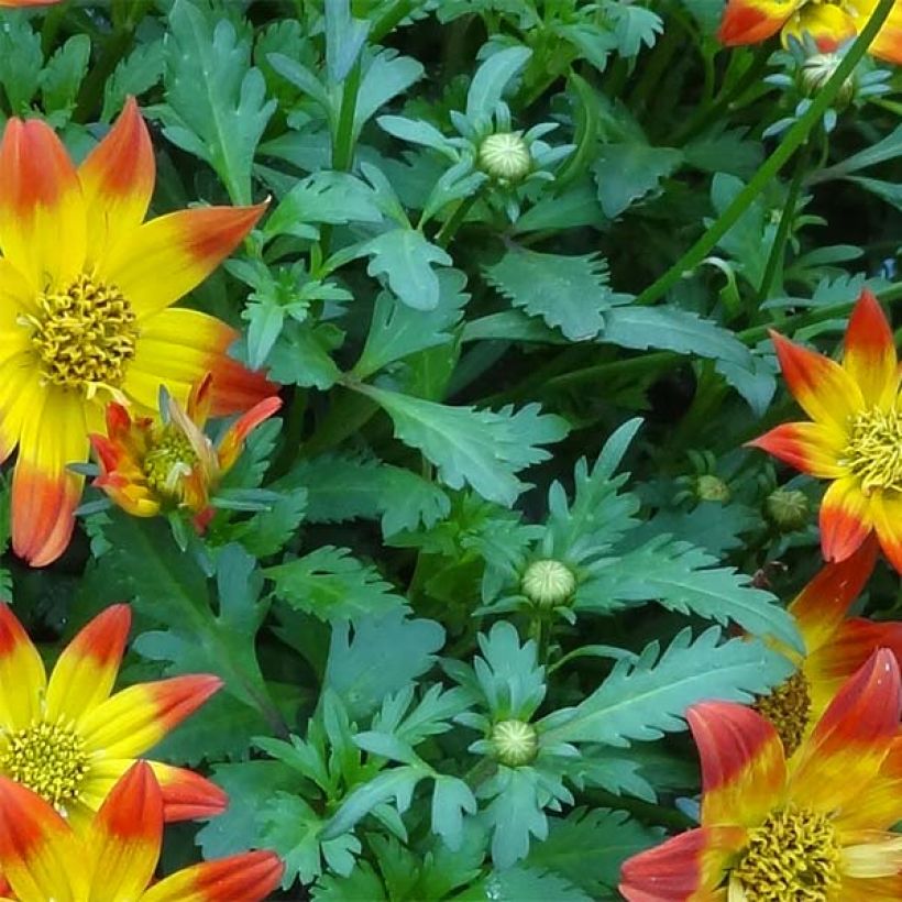 Bidens Beedance Painted Red - Zweizahn (Foliage)
